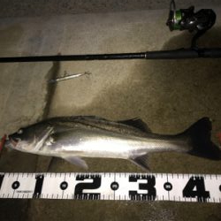 ランカーきたぁー(=゚ω゚)ノ