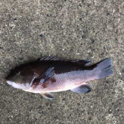 エビ撒きノッコミ