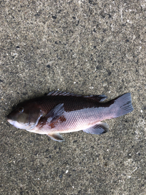 エビ撒きノッコミ