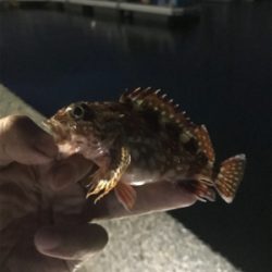 ナイトキス釣り突入