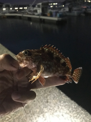 ナイトキス釣り突入