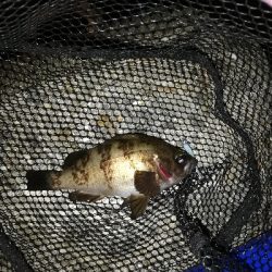 メバリング@泉南