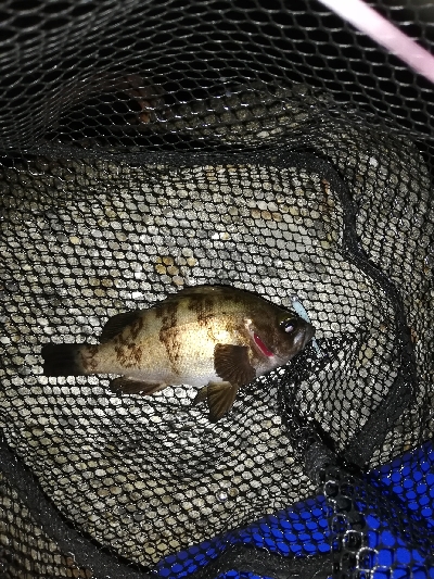 メバリング@泉南