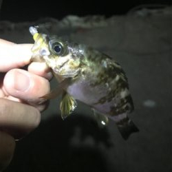 ジグ単メバリング