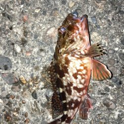 湾奥ライトゲーム