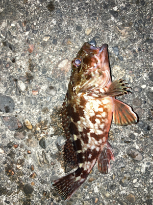 湾奥ライトゲーム