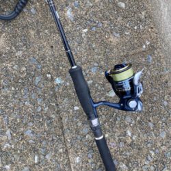 デイライトゲームで、ヤマトカマス釣果