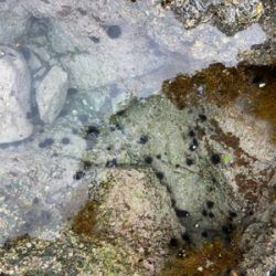 まだまだシーズンははやいのかな