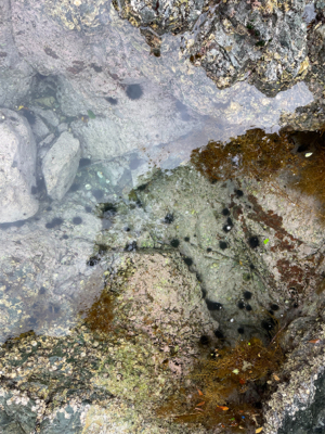 まだまだシーズンははやいのかな