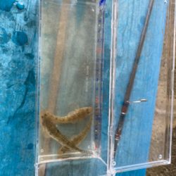 淀川ハゼクラ　濁りはダメ