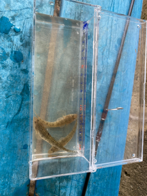 淀川ハゼクラ　濁りはダメ