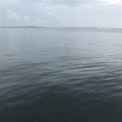 はじめてのブリ