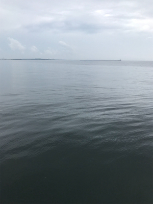 はじめてのブリ