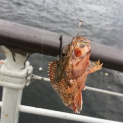 シラサエビでアコウ