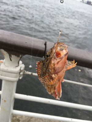 シラサエビでアコウ