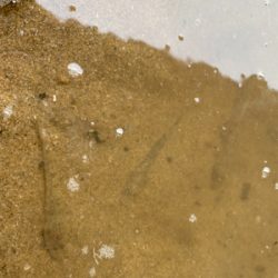 ハゼクラにどハマり