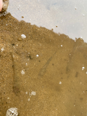 ハゼクラにどハマり