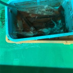 若狭湾でイカ釣り
