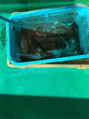 若狭湾でイカ釣り