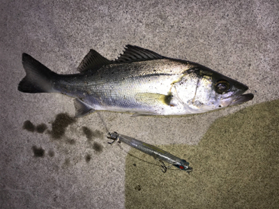 PLEX85ありがとう！