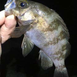 明石で梅雨メバル