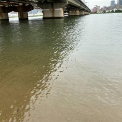 ハゼクラ　淀川