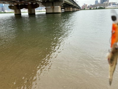 ハゼクラ　淀川