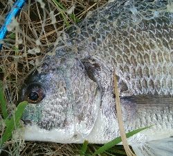 『釣りデビュー❤』179日目✨