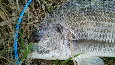 『釣りデビュー❤』179日目✨