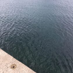 2021年初の春イカ