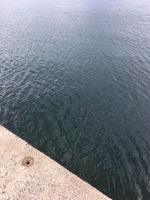 2021年初の春イカ