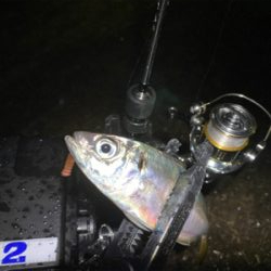 最近投稿ないので投稿南港アジング