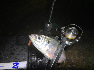 最近投稿ないので投稿南港アジング