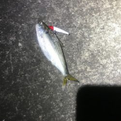 バチパターン終わり気味？