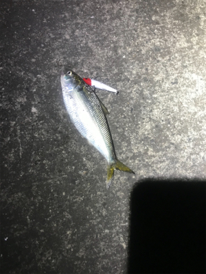 バチパターン終わり気味？