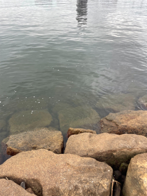 夕方のぶっ込み釣り