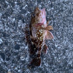 ライト五目釣り