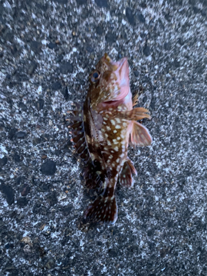 ライト五目釣り