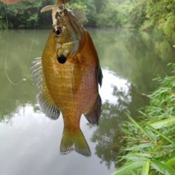 雨後のクランキング