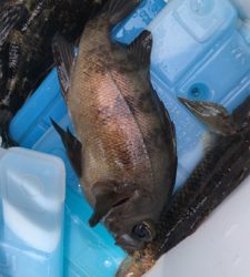 久しぶりにメバル