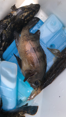 久しぶりにメバル