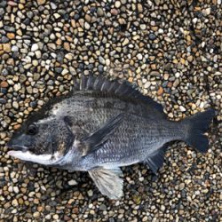 雨上がりの朝、チネ乱舞