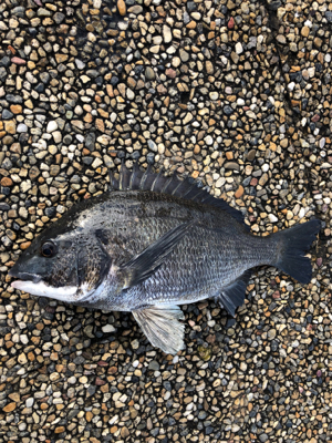 雨上がりの朝、チネ乱舞