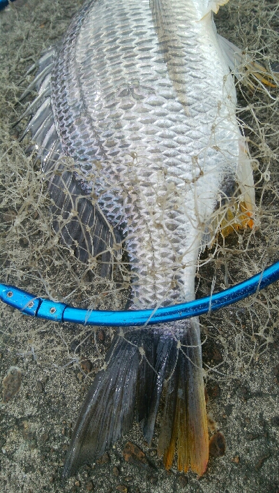 『釣りデビュー❤』180日目⭐