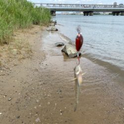 土日より平日の方がハゼクラは釣れる。