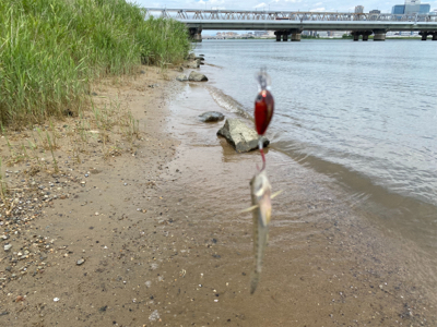 土日より平日の方がハゼクラは釣れる。