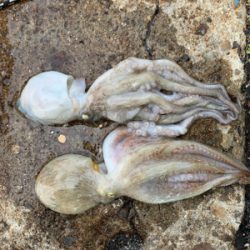 アジング復活‼︎と安定？のタコ