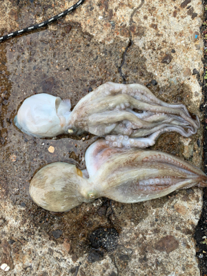 アジング復活‼︎と安定？のタコ