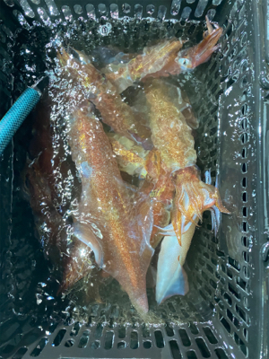 イカメタルで大剣