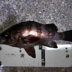 漁港で梅雨メバル